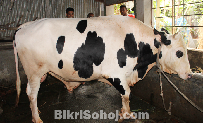কোরবানির গরু